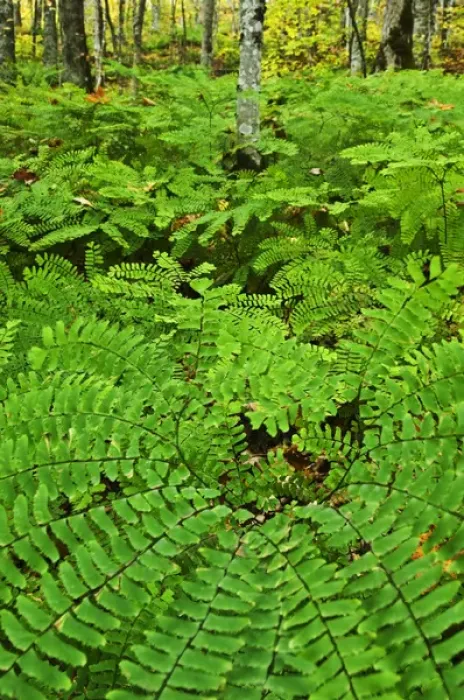 Framed Print : USA, Michigan. Maiden hair fern in forest Framed Print : USA, Michigan. Maiden hair fern in forest