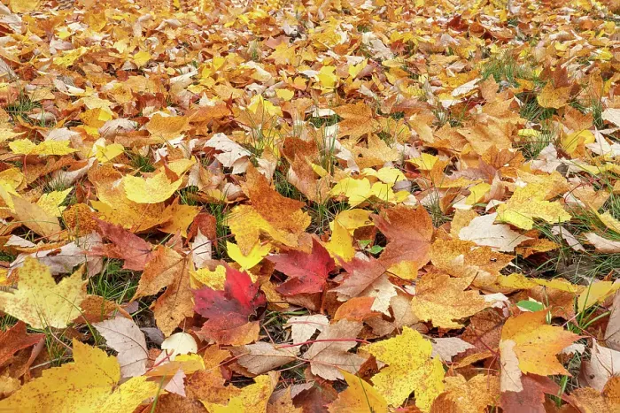 Framed Print : USA, Michigan, Ottawa National Forest. Close-up of fallen maple leaves on ground. ©Don Grall / Jaynes Gallery / DanitaDelimont.com Framed Print : USA, Michigan, Ottawa National Forest. Close-up of fallen maple leaves on ground. ©Don Grall / Jaynes Gallery / DanitaDelimont.com