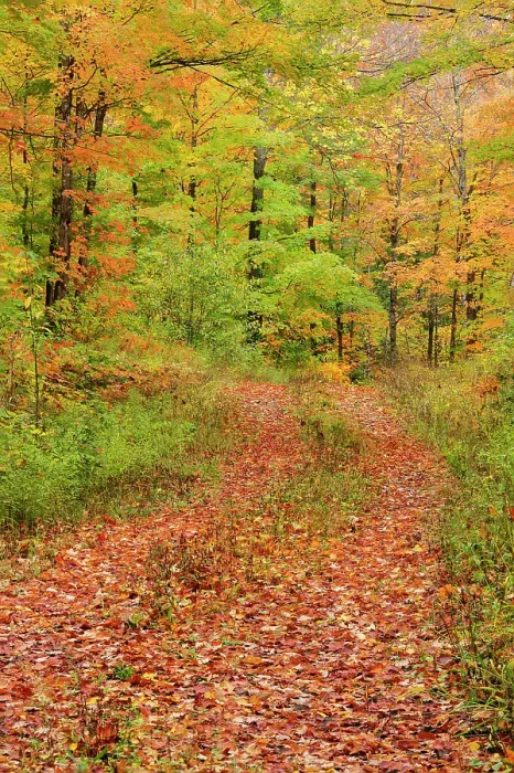 Framed Print : USA, Michigan, Ottawa National Forest. Trail in autumn-colored forest. ©Don Grall / Jaynes Gallery / DanitaDelimont.com Framed Print : USA, Michigan, Ottawa National Forest. Trail in autumn-colored forest. ©Don Grall / Jaynes Gallery / DanitaDelimont.com