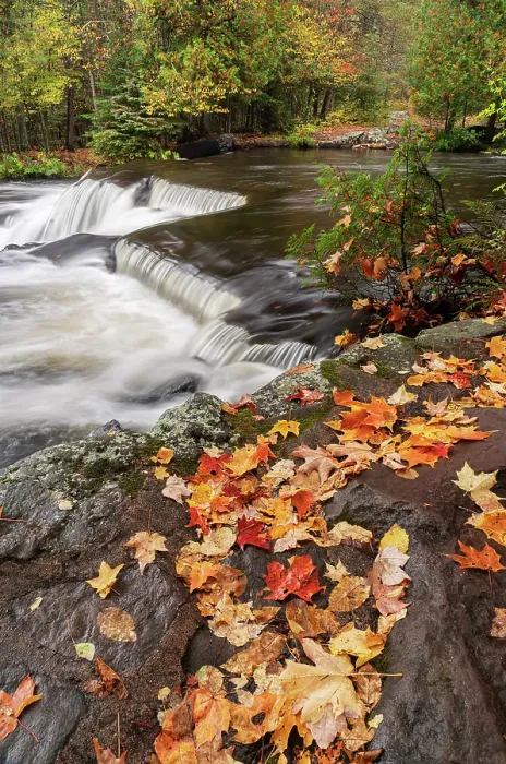 Framed Print : USA, Michigan, Ottawa National Forest, Bond Falls. Fallen maple leaves waterfalls on Ontonagon River. ©Don Grall / Jaynes Gallery / DanitaDelimont.com Framed Print : USA, Michigan, Ottawa National Forest, Bond Falls. Fallen maple leaves waterfalls on Ontonagon River. ©Don Grall / Jaynes Gallery / DanitaDelimont.com