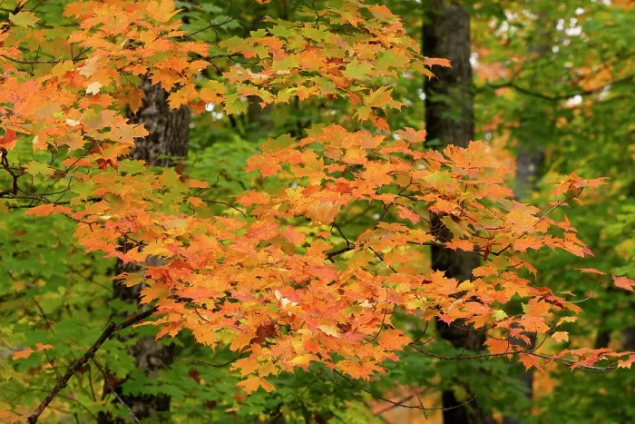 Framed Print : USA, Michigan, Ottawa National Forest. Close-up of maple leaves in autumn. ©Don Grall / Jaynes Gallery / DanitaDelimont.com Framed Print : USA, Michigan, Ottawa National Forest. Close-up of maple leaves in autumn. ©Don Grall / Jaynes Gallery / DanitaDelimont.com