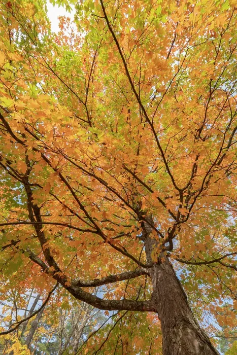 Framed Print : USA, Michigan, Ottawa National Forest. Scenic of maple tree foliage in autumn. ©Don Grall / Jaynes Gallery / DanitaDelimont.com Framed Print : USA, Michigan, Ottawa National Forest. Scenic of maple tree foliage in autumn. ©Don Grall / Jaynes Gallery / DanitaDelimont.com