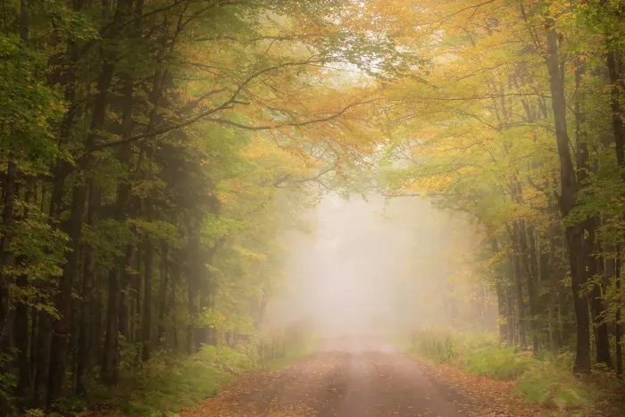 Framed Print : USA, Michigan, Ottawa National Forest. Road through maple leaves and fog in autumn. ©Don Grall / Jaynes Gallery / DanitaDelimont.com Framed Print : USA, Michigan, Ottawa National Forest. Road through maple leaves and fog in autumn. ©Don Grall / Jaynes Gallery / DanitaDelimont.com