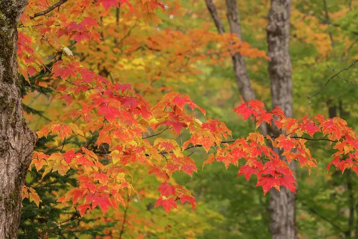 Framed Print : USA, Michigan, Ottawa National Forest. Close-up of maple leaves in autumn. ©Don Grall  /  Jaynes Gallery  /  DanitaDelimont.com