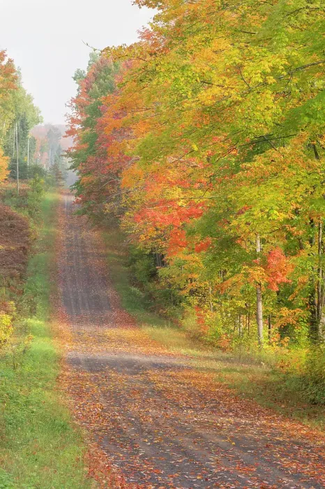 Framed Print : USA, Michigan, Ottawa National Forest. Landscape of road through forest in autumn. ©Don Grall / Jaynes Gallery / DanitaDelimont.com Framed Print : USA, Michigan, Ottawa National Forest. Landscape of road through forest in autumn. ©Don Grall / Jaynes Gallery / DanitaDelimont.com