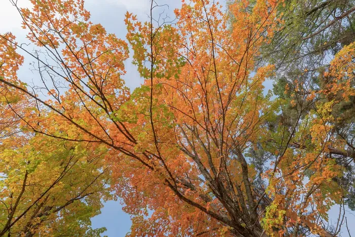 Framed Print : USA, Michigan, Ottawa National Forest. Scenic of maple leaves in autumn. ©Don Grall / Jaynes Gallery / DanitaDelimont.com Framed Print : USA, Michigan, Ottawa National Forest. Scenic of maple leaves in autumn. ©Don Grall / Jaynes Gallery / DanitaDelimont.com