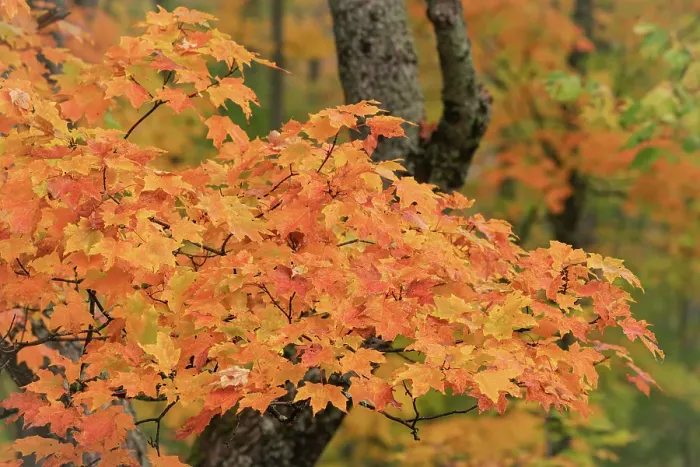 Framed Print : USA, Michigan, Ottawa National Forest. Close-up of maple leaves in autumn. ©Don Grall / Jaynes Gallery / DanitaDelimont.com Framed Print : USA, Michigan, Ottawa National Forest. Close-up of maple leaves in autumn. ©Don Grall / Jaynes Gallery / DanitaDelimont.com