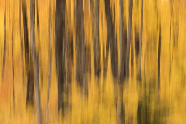 USA, Michigan. Panned abstract of trees with autumn foliage