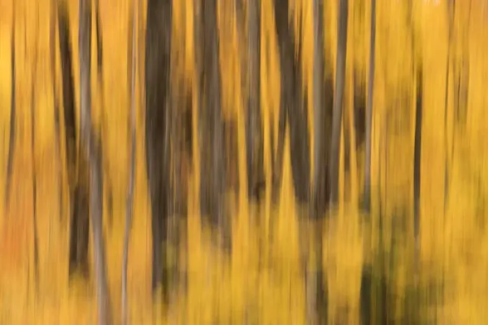Framed Print : USA, Michigan. Panned abstract of trees with autumn foliage