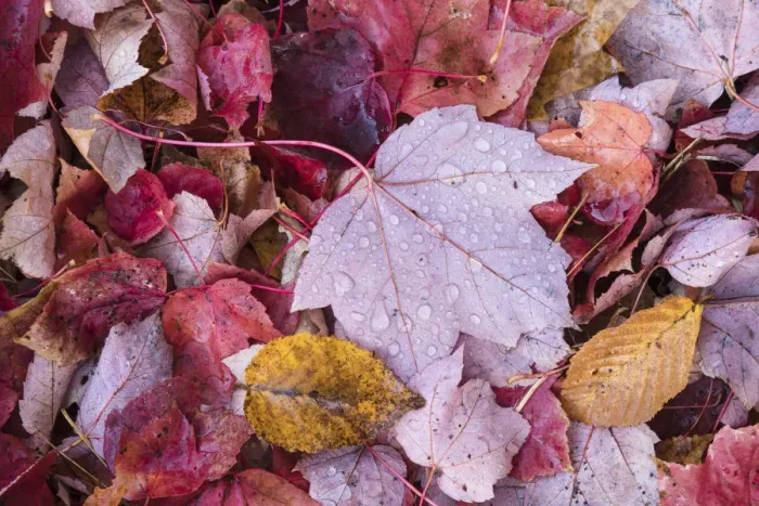 Framed Print : USA, Michigan. A pattern of wet autumn leaves on the forest floor in the Keewenaw