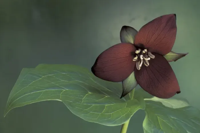 Framed Print : USA, Michigan, Port Huron Purple trillium (Trillium erectum)