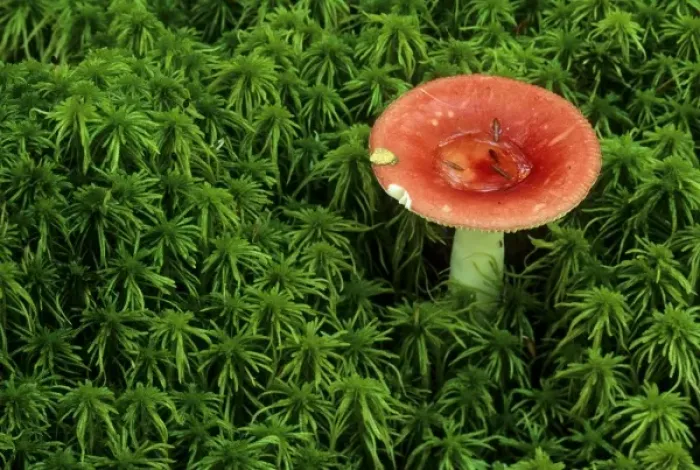 Framed Print : USA, Michigan. Pugent russula mushroom in sphagnum moss. Credit as: Mark Carlson Framed Print : USA, Michigan. Pugent russula mushroom in sphagnum moss. Credit as: Mark Carlson