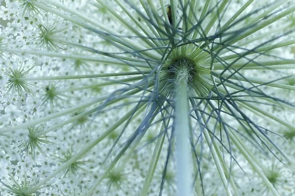 USA, Michigan. Queen-Annes Lace viewed from below (Daucus carota)