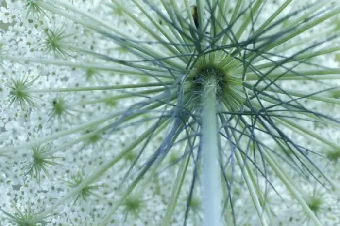Framed Print : USA, Michigan. Queen-Annes Lace viewed from below (Daucus carota) Framed Print : USA, Michigan. Queen-Annes Lace viewed from below (Daucus carota)