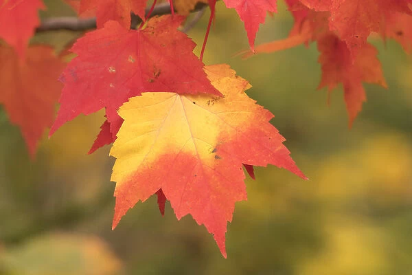 USA, Michigan. Red and yellow maple leaves on tree, Keewenaw Peninsula