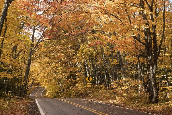 USA, Michigan, Sunlight streams through autumn trees along a country road in the