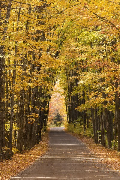 USA, Michigan. Trees lining Cathedral Road form a cathedral like shape overhead