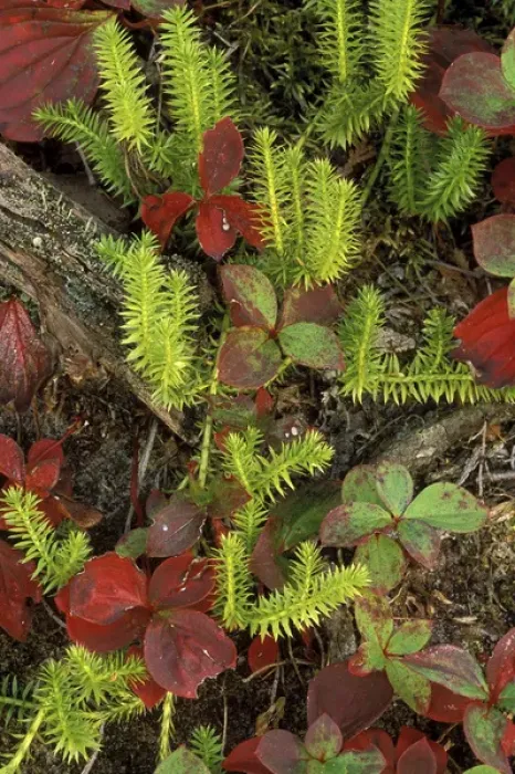 Framed Print : USA, Michigan, Upper Peninsula, Club moss and bunchberry in autumn colors