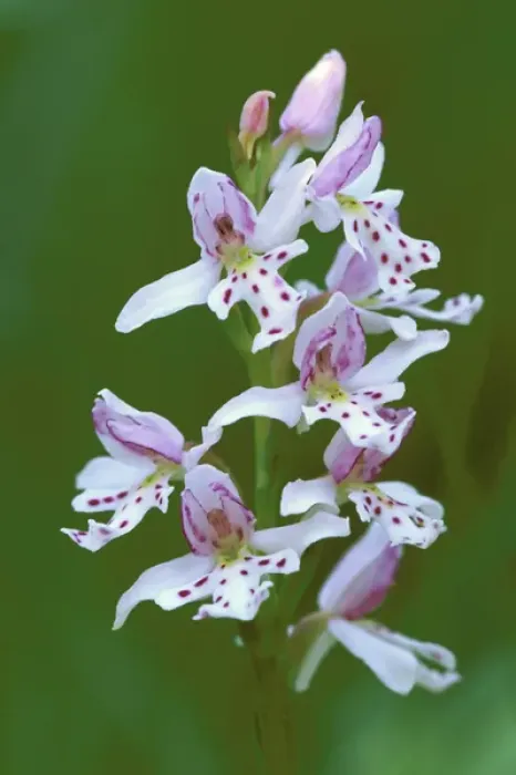 Framed Print : USA, Michigan, Upper Peninsula, Close-up of small round-leafed orchis orchids in springtime