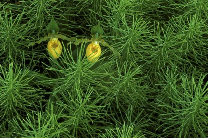 Framed Print : USA, Michigan, Upper Peninsula, Pair of yellow ladys slipper orchids amid Equisetum