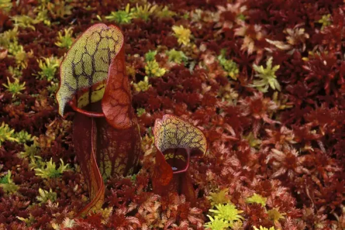 Framed Print : USA, Michigan, Upper Peninsula, Northern pitcher plants in sphagnum or peat moss in autumn color