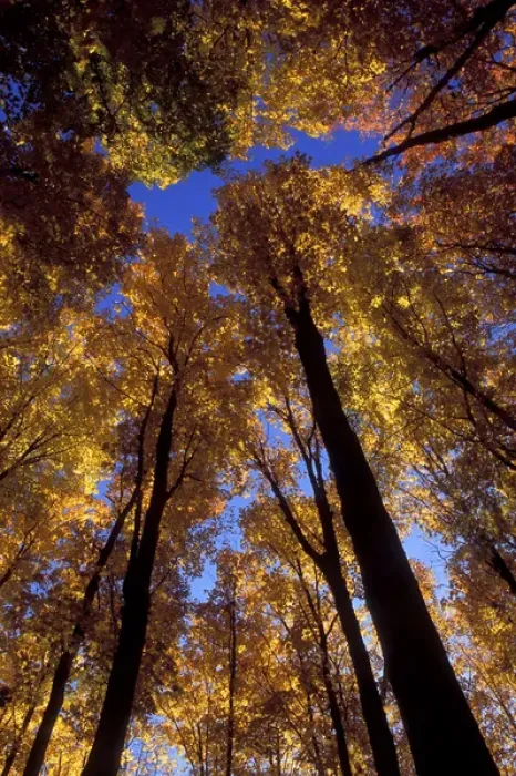 Framed Print : USA, Michigan, Upper Peninsula, Looking up at blue sky through sugar maple trees in autumn colors