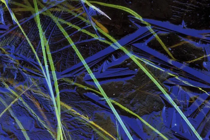 Framed Print : USA, Michigan, Upper Peninsula, Sedge leaves under thin ice in autumn. Credit as