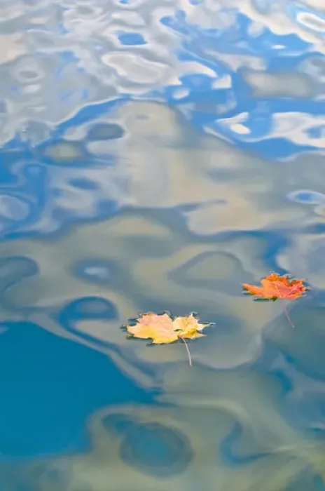 Framed Print : USA, Michigan, Upper Peninsula. Two leaves floating on Petes Lake amid cloud reflections Framed Print : USA, Michigan, Upper Peninsula. Two leaves floating on Petes Lake amid cloud reflections