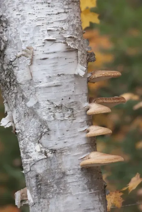 Framed Print : USA, Michigan, Upper Peninsula. Shelf mushrooms on birch tree