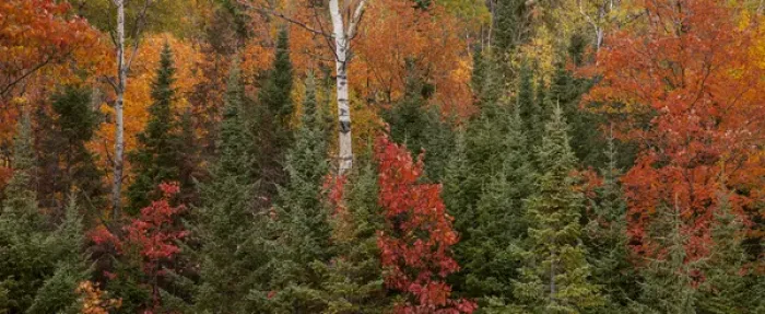 Framed Print : USA, Michigan, Upper Peninsula. Evergreens and red maple trees in autumn. Credit as Framed Print : USA, Michigan, Upper Peninsula. Evergreens and red maple trees in autumn. Credit as