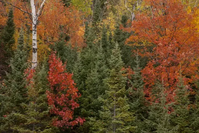 Framed Print : USA, Michigan, Upper Peninsula. Evergreens and red maple trees in autumn. Credit as Framed Print : USA, Michigan, Upper Peninsula. Evergreens and red maple trees in autumn. Credit as
