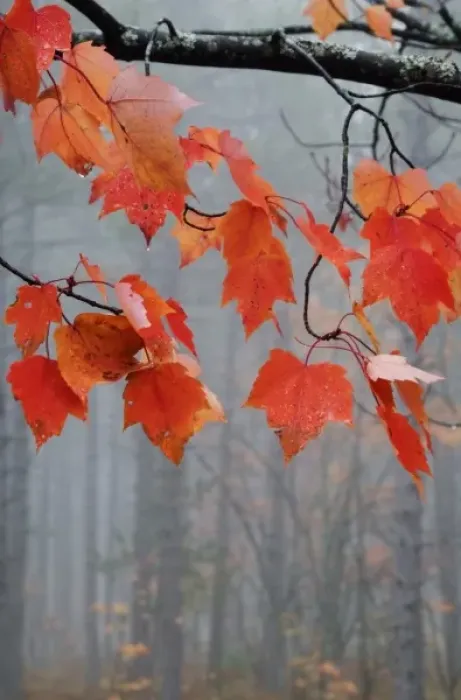 Framed Print : USA, Michigan, Upper Peninsula. Red maple leaves hang from limb in foggy forest