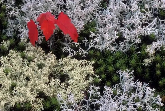 Framed Print : USA, Michigan, Upper Peninsula. Red maple tree seedling amid haircap moss and reindeer Framed Print : USA, Michigan, Upper Peninsula. Red maple tree seedling amid haircap moss and reindeer