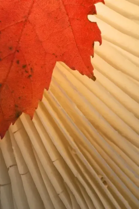 Framed Print : USA, Michigan, Upper Peninsula. Red maple leaf and mushroom gill