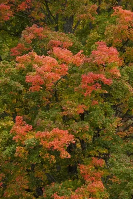 Framed Print : USA, Michigan, Upper Peninsula. Red maple tree in brilliant autumn colors Framed Print : USA, Michigan, Upper Peninsula. Red maple tree in brilliant autumn colors