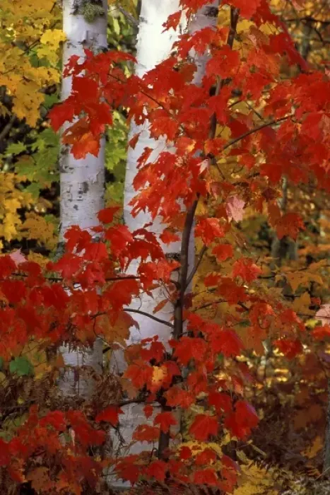 Framed Print : USA, Michigan, Upper Peninsula, White paper birch tree trunks surrounded by maple