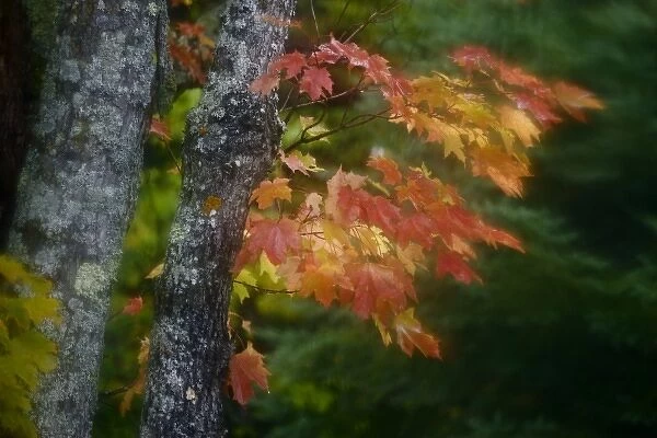USA, Michigan, Upper Peninsula. Autumn colors of maple leaves