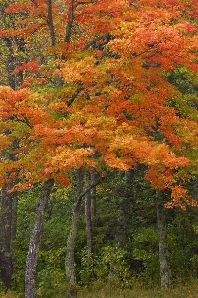 USA, Michigan, Upper Peninsula. Autumn maple trees in full color