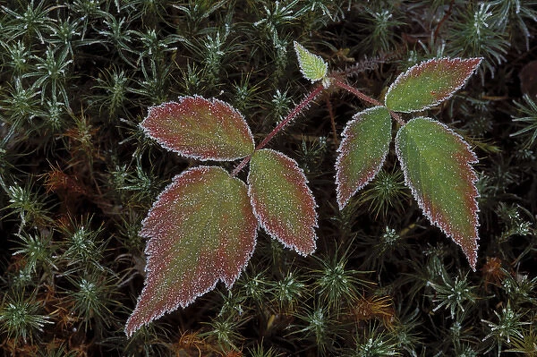 USA, Michigan, Upper Peninsula, Blackberry bramble leaves and hair cap moss with frost