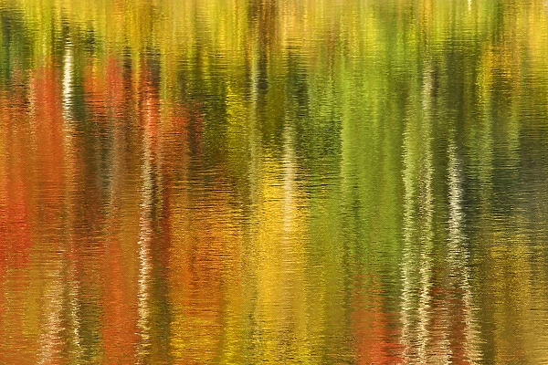 USA, Michigan, Upper Peninsula, Bond Falls Recreation Area. Reflection of autumn birch