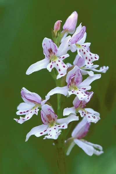 USA, Michigan, Upper Peninsula, Close-up of small round-leafed orchis orchids in springtime