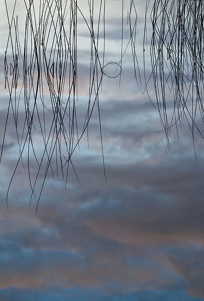 USA, Michigan, Upper Peninsula. Cloud reflections and reeds in Thornton Lake. Credit as