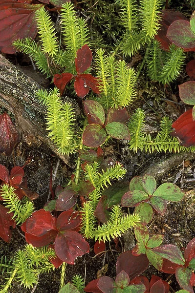 USA, Michigan, Upper Peninsula, Club moss and bunchberry in autumn colors