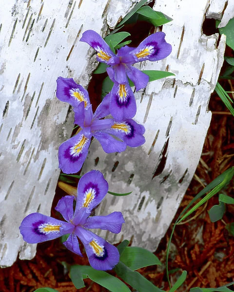 USA, Michigan, Upper Peninsula. Dwarf lake iris growing through birch bark. Credit as