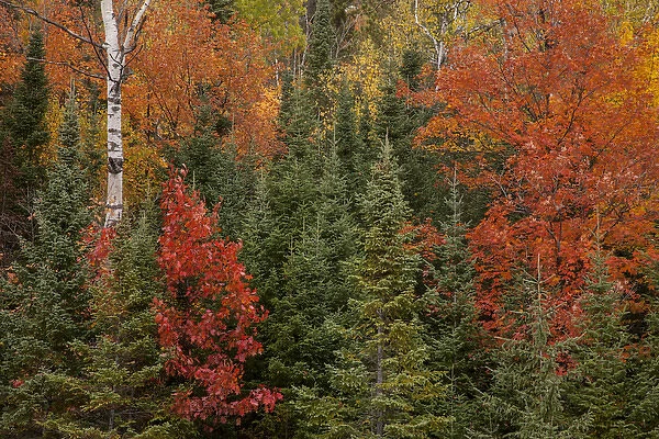 USA, Michigan, Upper Peninsula. Evergreens and red maple trees in autumn. Credit as