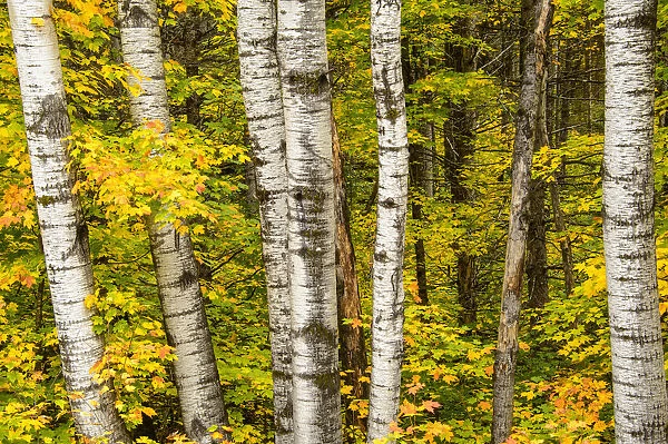 USA, Michigan, Upper Peninsula, fall colors