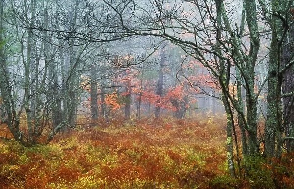 USA, Michigan, Upper Peninsula. Fall foliage in fog