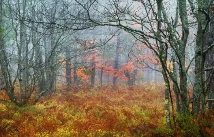 Framed Print : USA, Michigan, Upper Peninsula. Fall foliage in fog Framed Print : USA, Michigan, Upper Peninsula. Fall foliage in fog
