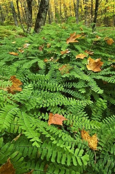 USA, Michigan, Upper Peninsula. Fallen leaves on ferns in forest