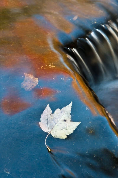 USA, Michigan, Upper Peninsula. Leaf floating in fall reflections at Bond Falls. Credit as